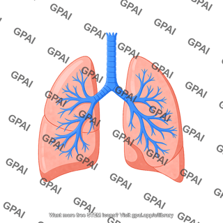 Lungs right and left