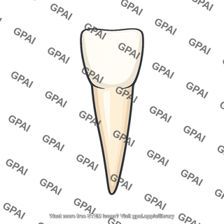 Incisor