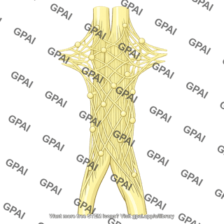 Abdominal aortic plexus