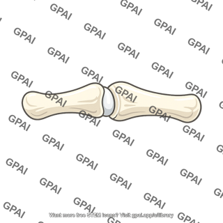 Terminal interphalangeal joint