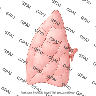 Lung left bronchopulmonary segments