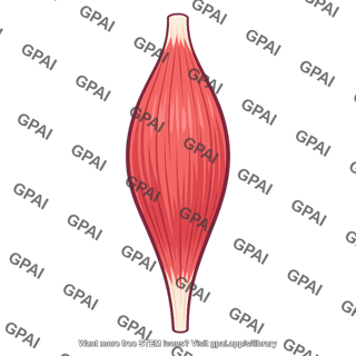 Fusiform muscle