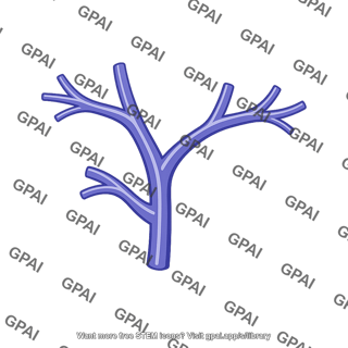 Branching vein