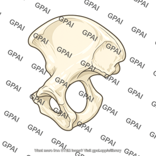 Pelvic bone medial