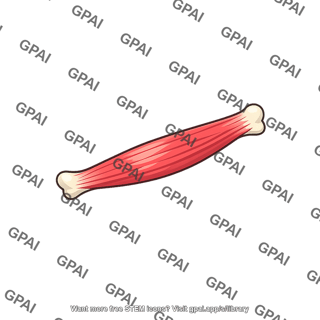 Skeletal muscle