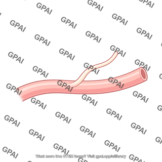 Accessory pancreatic duct