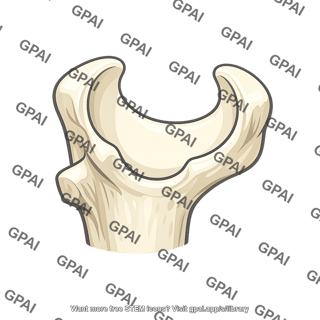 Trochlear notch of ulna