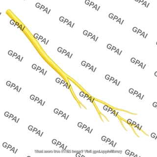 Digital branch of median nerve