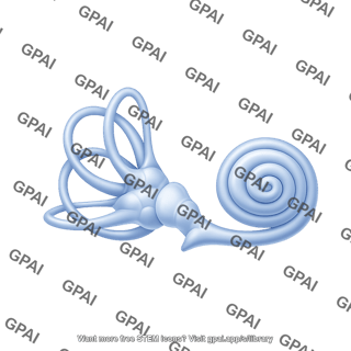 Inner ear dissected