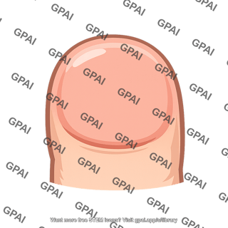 Fingertip with nail