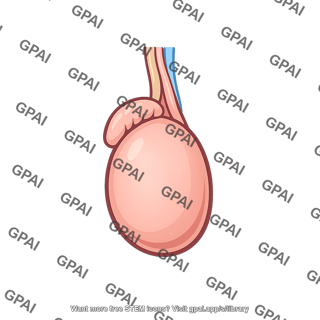 Testis and epididymis