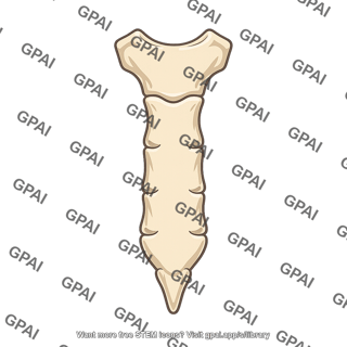 Sternum sternal angle