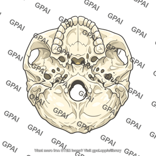 Skull base