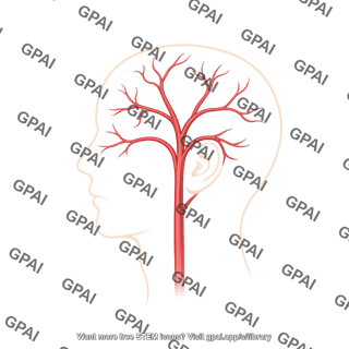 Temporal artery lateral
