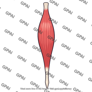 Triceps brachii long head