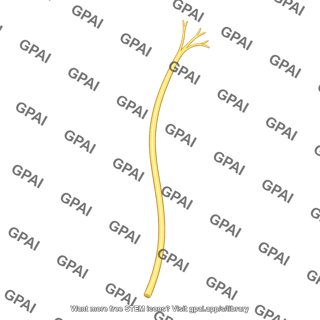 Greater auricular nerve