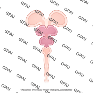Brain ventricle development anterior five vesicle stage cross section
