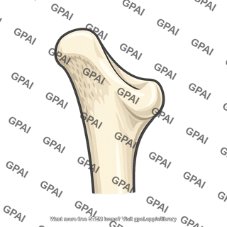 Olecranon