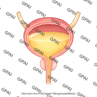Bladder male full