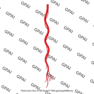 Testicular artery