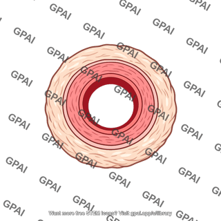 Aorta cross section