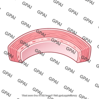 Genitourinary wall