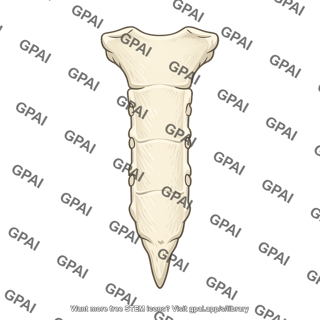 Sternum