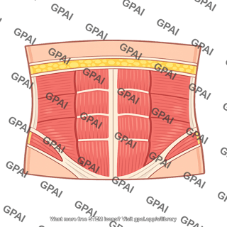 Anterior abdominal wall