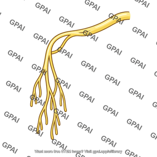 Peripheral nerve