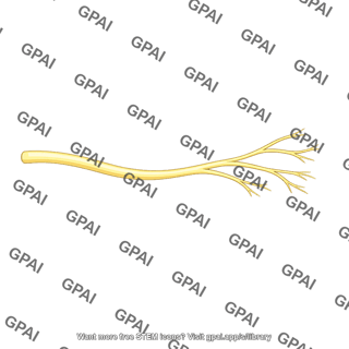 Nerve branch