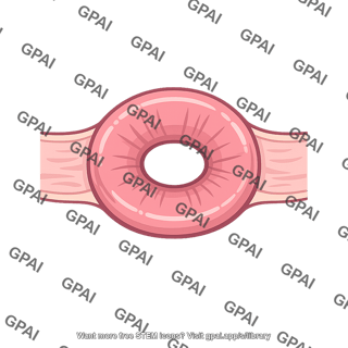 Pyloric sphincter