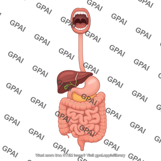 Digestive system open mouth