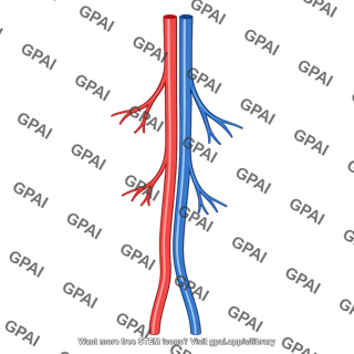 Inferior epigastric vessel