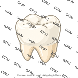 Lower molar