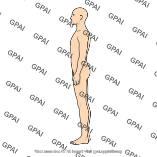 Adult male lateral hairless