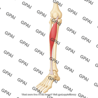 Tibialis anterior muscle on leg bones