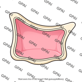 Maxillary sinus