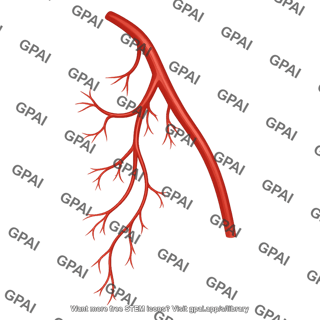 Axillary vasculature posterior 26