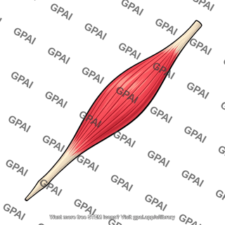 Fusiform muscle