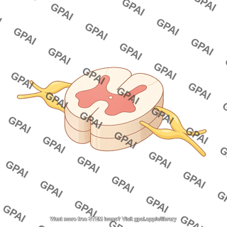 Spinal cord cross section three quarter with nerve roots