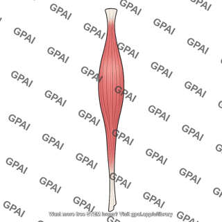 Tensor veli palatini muscle