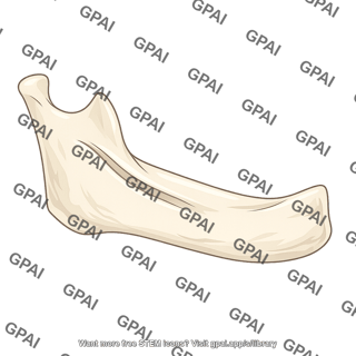 Mandible bone