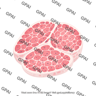 Muscle cross section als