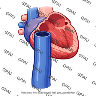 Inferior vena cava entering right atrium