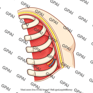 Thoracic wall left