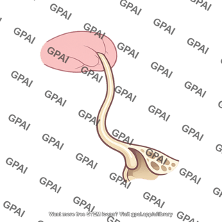Frontonasal duct