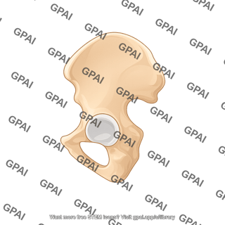 Hip bone lateral view