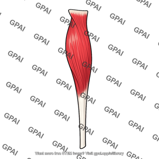 Tensor fasciae latae