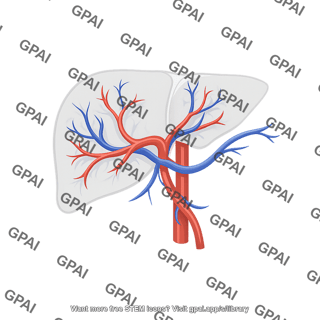 Liver with arteries and veins