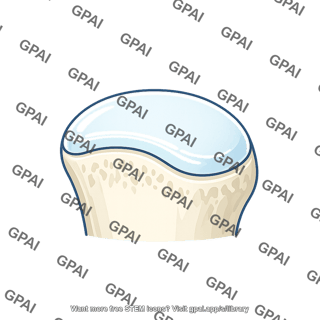 Articular cartilage
